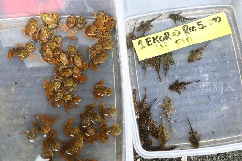 ¬P¬w¤H¯S½Z-´M³½¤Ñ°ó °OªÌ¡G¾Ð¶² Äá¼v¡G¶À¦B¦B