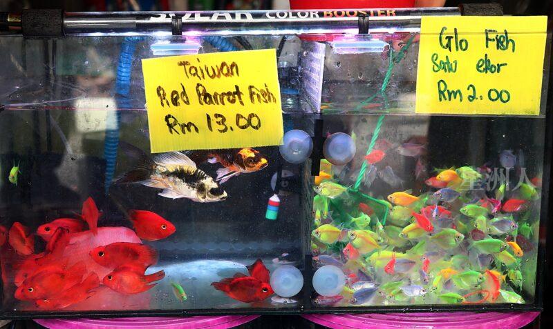 ¬P¬w¤H¯S½Z-´M³½¤Ñ°ó °OªÌ¡G¾Ð¶² Äá¼v¡G¶À¦B¦B