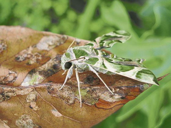 fkwyq240121 03-FZ003047496526