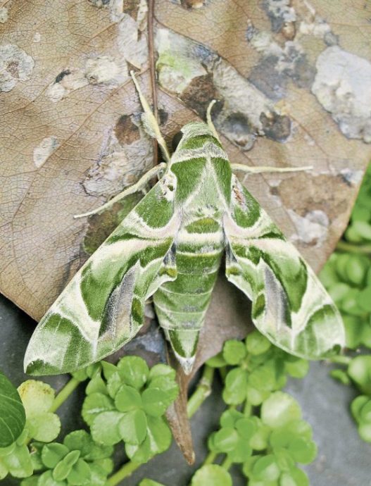 fkwyq240121 04-FZ003047496531