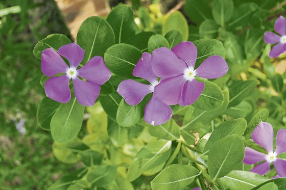 fkwyq240121 06-FZ003047496529