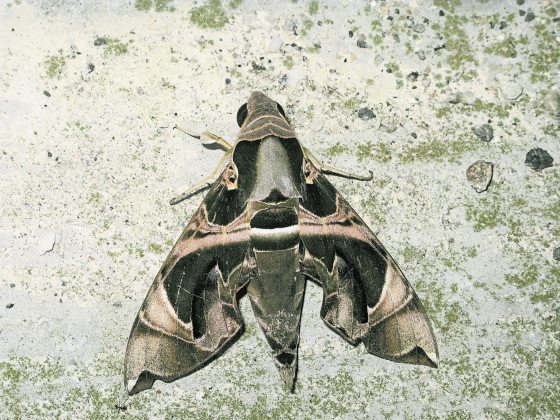 fkwyq240121 05-FZ003047496528