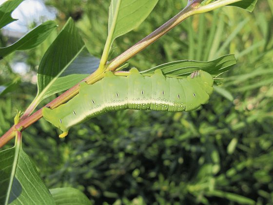 fkwyq240121 01-FZ003047496533