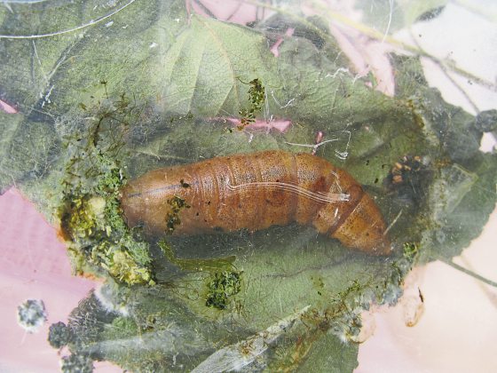 fkwyq240121 02-FZ003047496525