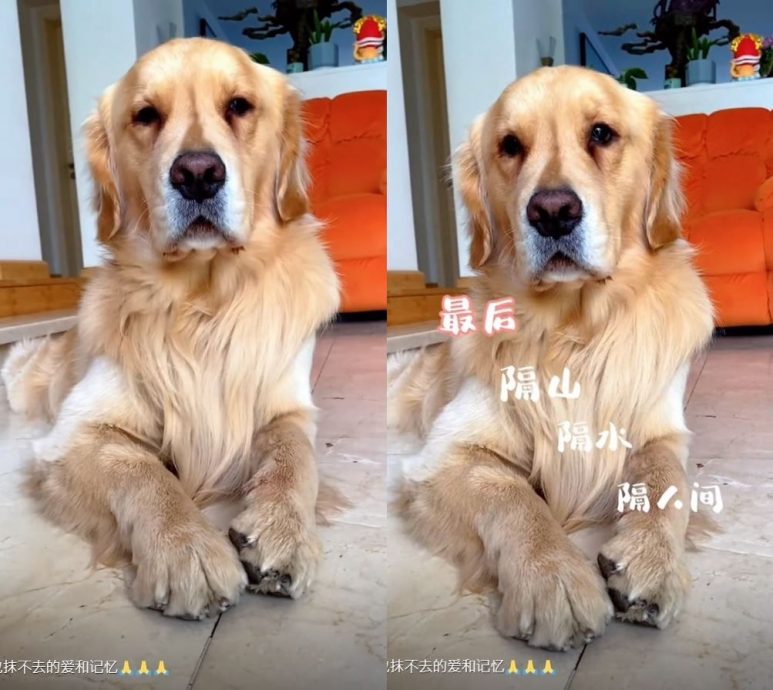 周海媚狗狗全找到新主人　网看哭：看着心酸