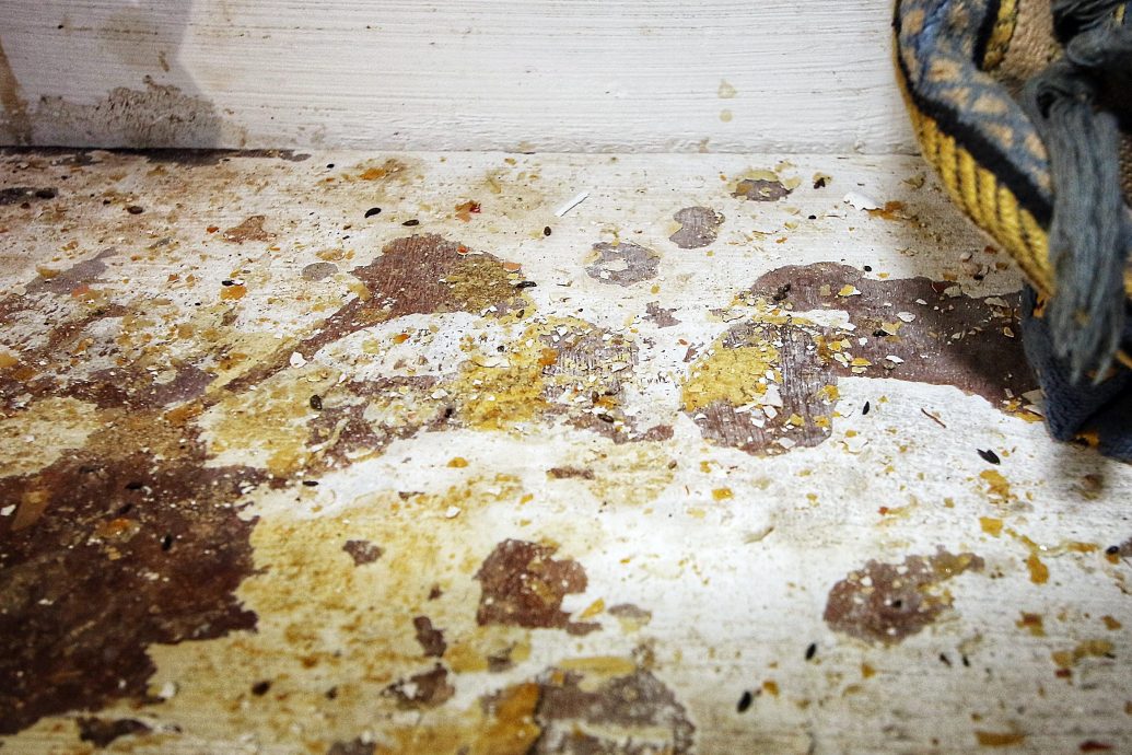 大人物曾光顾 中东餐馆有鼠粪查封