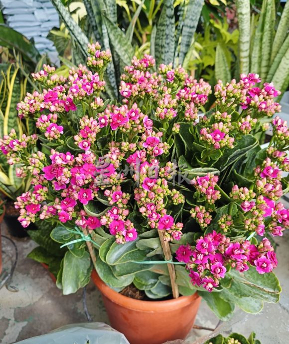 (大北马)年花上市咯! 好意头花卉盆栽热卖