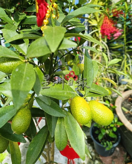 (大北马)年花上市咯! 好意头花卉盆栽热卖