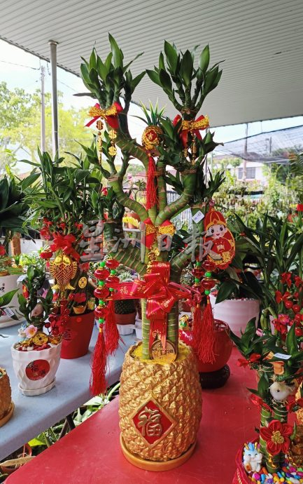 (大北马)年花上市咯! 好意头花卉盆栽热卖