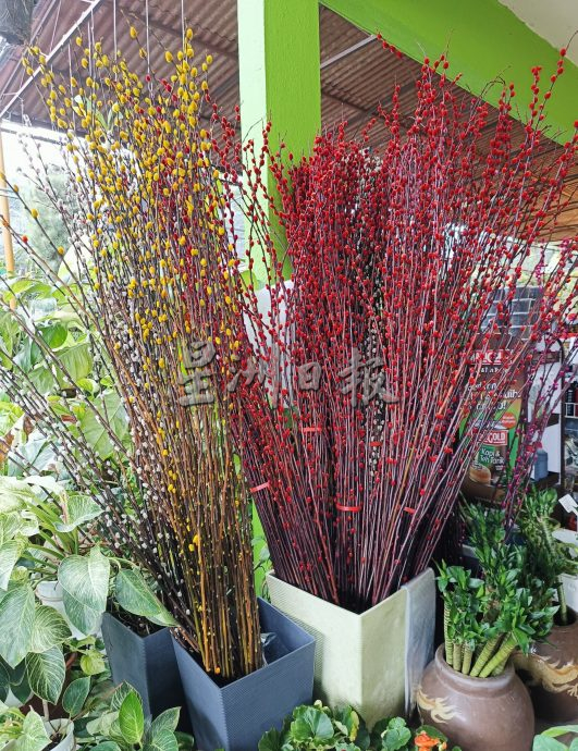 (大北马)年花上市咯! 好意头花卉盆栽热卖