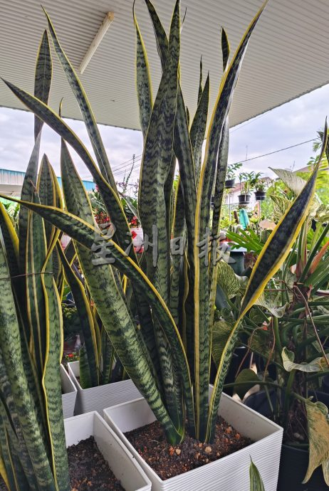 (大北马)年花上市咯! 好意头花卉盆栽热卖