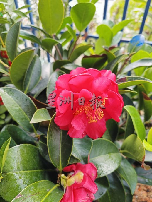 (大北马)年花上市咯! 好意头花卉盆栽热卖