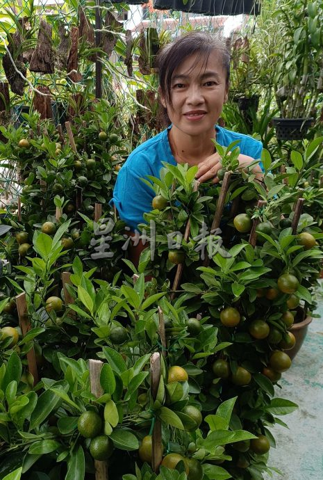 (大北马)年花上市咯! 好意头花卉盆栽热卖