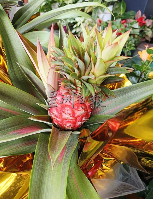 (大北马)年花上市咯! 好意头花卉盆栽热卖