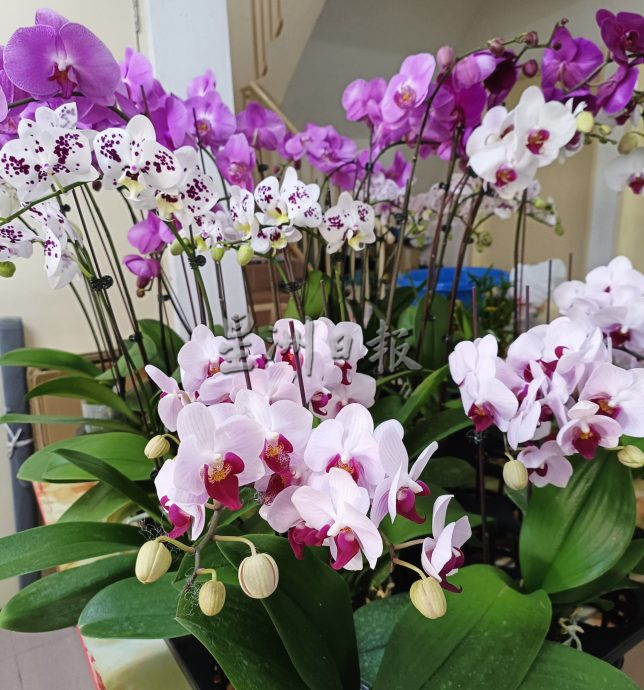 (大北马)年花上市咯! 好意头花卉盆栽热卖