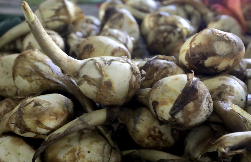 大都会 / 本地芽菇价格暴涨 / 11图