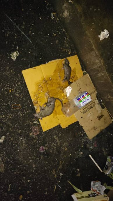 大都会/“爱巴生”清洁运动/10图(可选下)