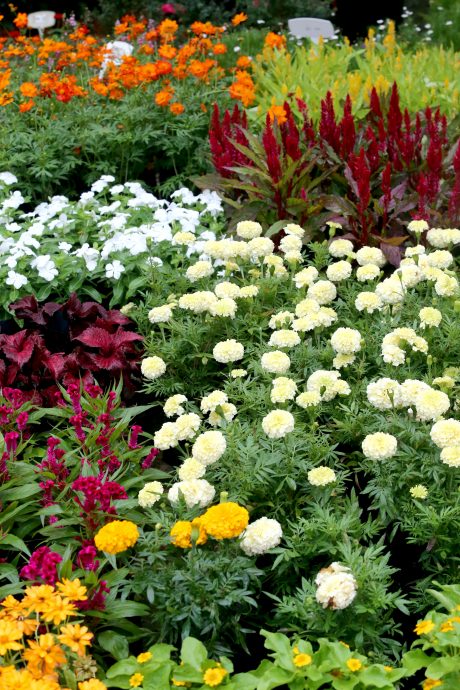 大都会封面/年花上市 经济不景但不影响买气