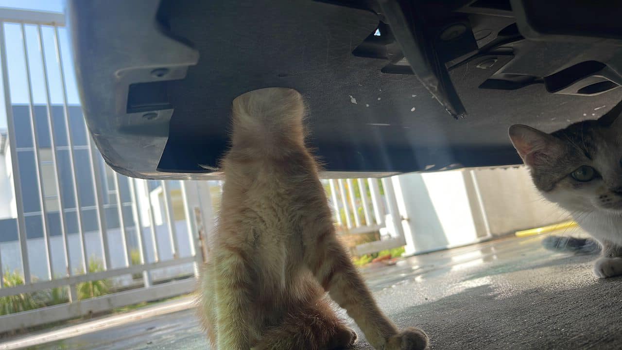 大都会:疑为取暖猫头卡车/1图