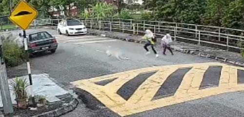 好可怕!狗狗猛追攻击 女孩两次摔地