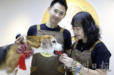 宠物吉祥年菜上桌了！初一吃到初七，狗狗可以开心过年