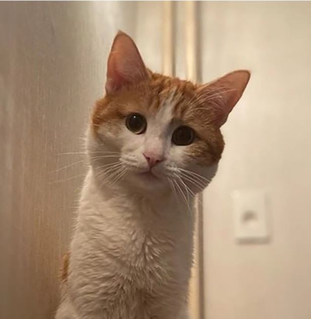 宠物猫遭扔下火车在-30雪地冻死 铁路公司不堪群众压力认错