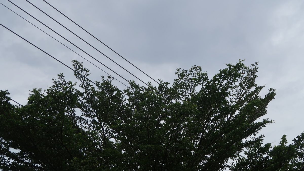 **已签发**柔︰再肇树技断电事件,拉美士洗肾中心火速暂停服务