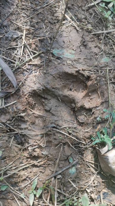 **已签发**柔：★独家：古来油棕园现可疑动物脚印，柔野生动物局已获报