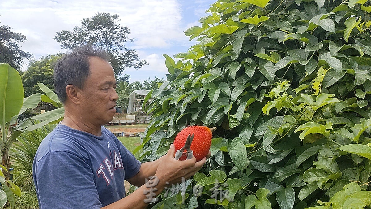 **已签发**柔:封面:【特稿】:古来乐龄村打造生态园,望洗涤市民身心灵