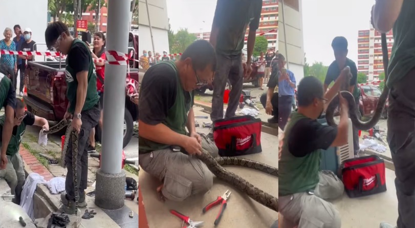 *已签发*柔：狮城二三事：蟒蛇受困排水孔 狮城公园局人员助脱困