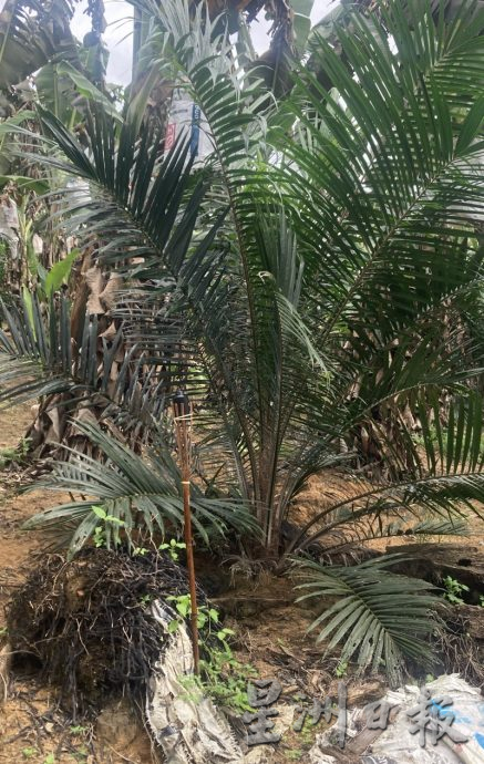 **巳签发**柔：野象5度袭园地推倒500香蕉树，农民损失3万