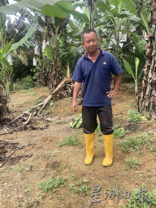 **巳签发**柔：野象5度袭园地推倒500香蕉树，农民损失3万