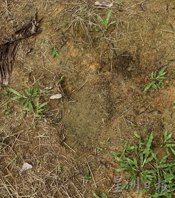 **巳签发**柔：野象5度袭园地推倒500香蕉树，农民损失3万