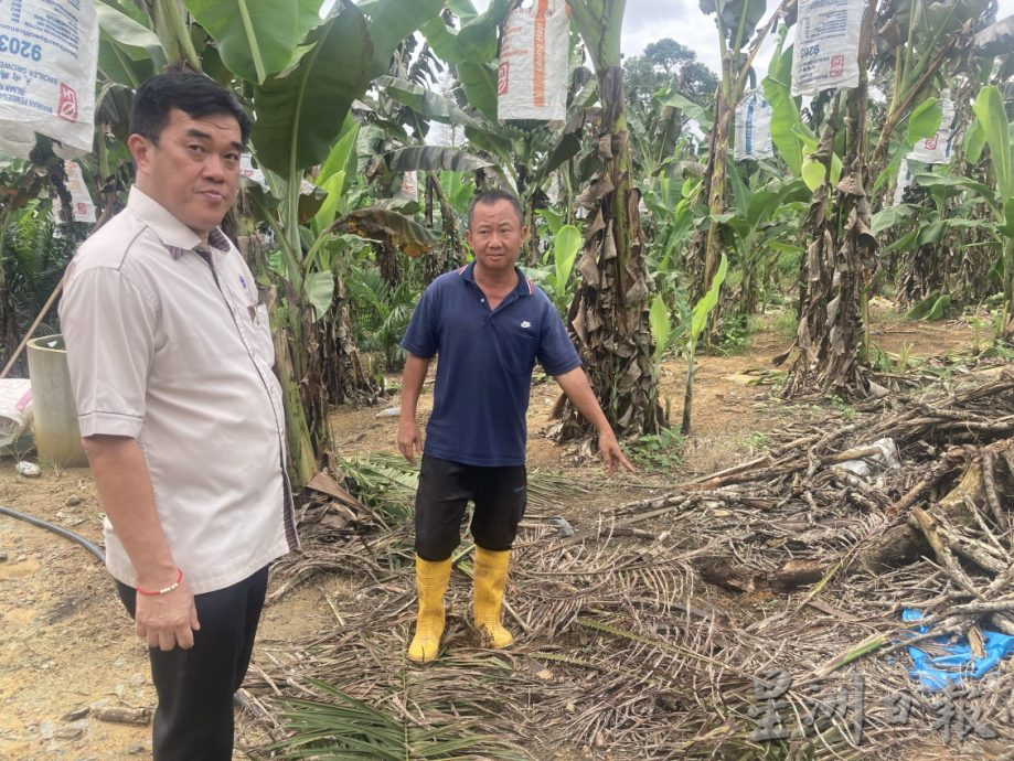 **巳签发**柔：野象5度袭园地推倒500香蕉树，农民损失3万