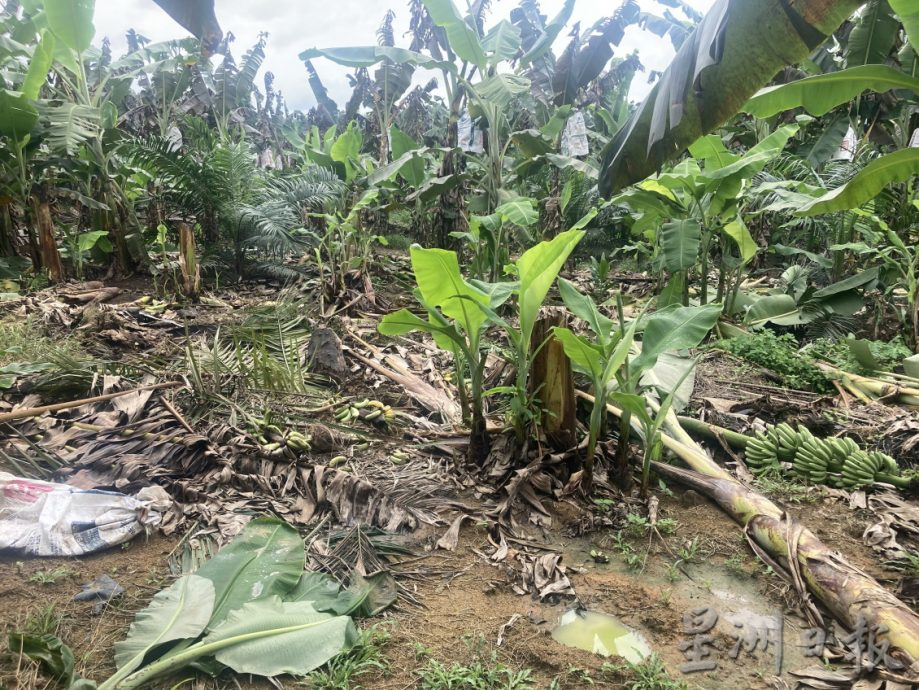 **巳签发**柔：野象5度袭园地推倒500香蕉树，农民损失3万