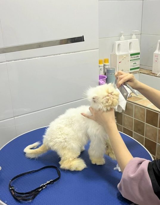 春节近了 宠物寄养一位难求 房费涨50%