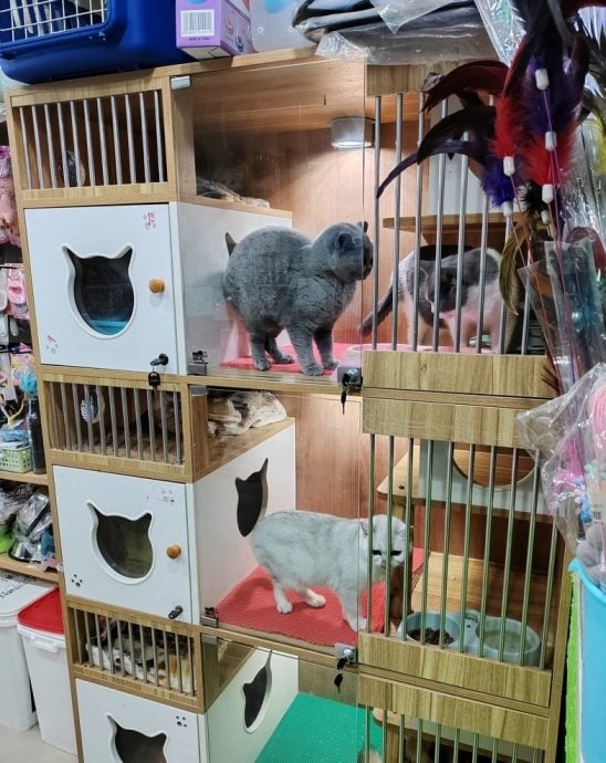 春节近了 宠物寄养一位难求 房费涨50%