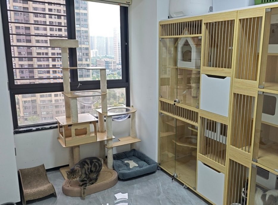 春节近了 宠物寄养一位难求 房费涨50%