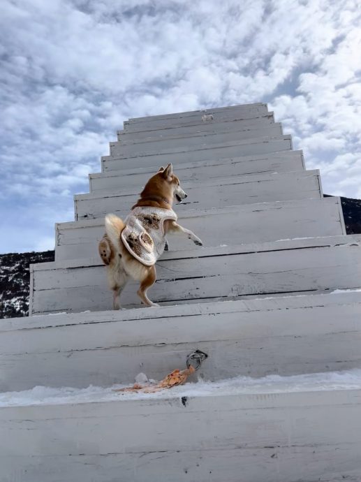 春节近了 宠物寄养一位难求 房费涨50%