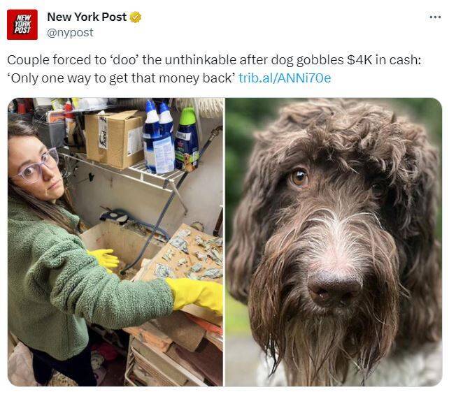 最贵的一餐!爱犬吃掉4000美元 夫妻崩溃“从便便里找钱”