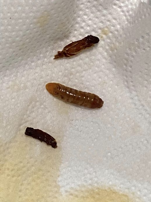 柔:新闻:以为锅屑或香料 面食黑点竟是虫!恶心