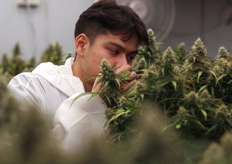 泰国“大麻合法化”恐走入历史 卫生部新草案:禁娱乐用大麻