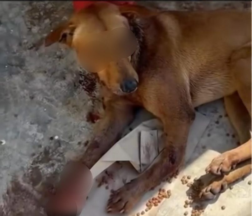 狗狗惨遭70颗金属弹残忍杀害!“求线索找出虐狗者”