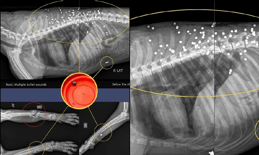 狗狗惨遭70颗金属弹残忍杀害!“求线索找出虐狗者”