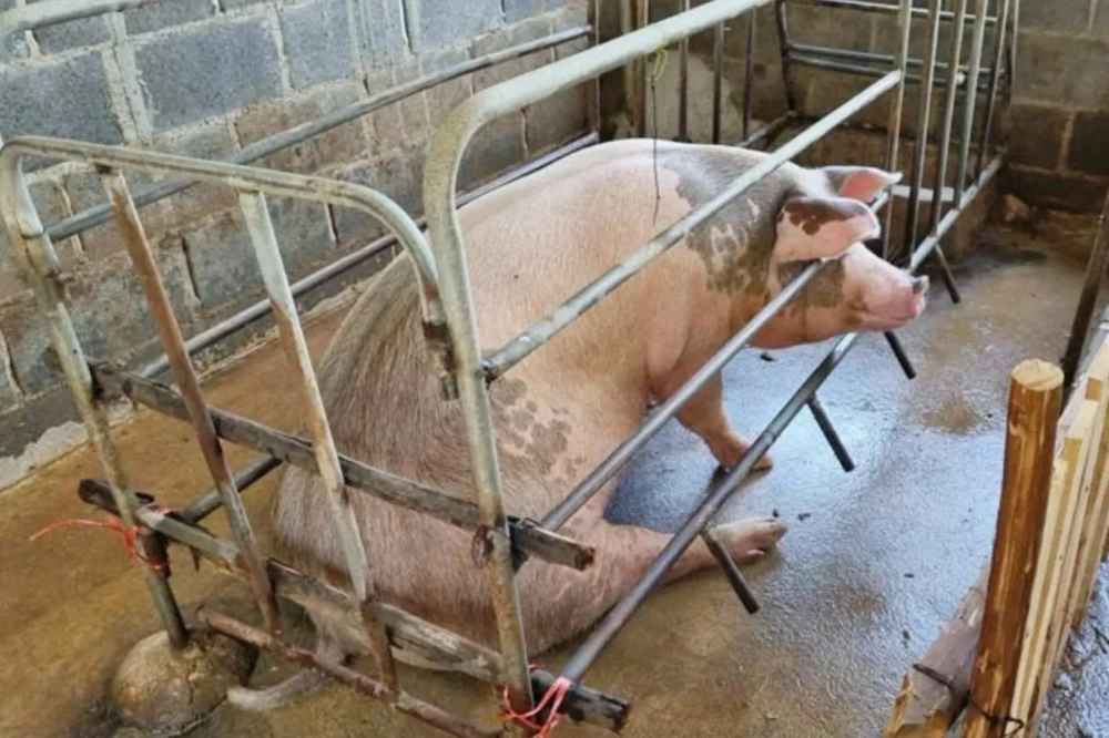 痴汉兽欲忍不住　深夜性侵怀孕母猪！