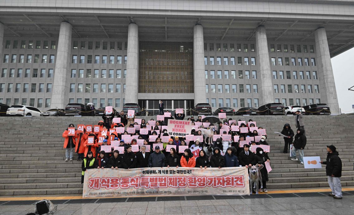 看世界)韩国通过法案禁止饲养宰杀销售狗 违者判监2至3年