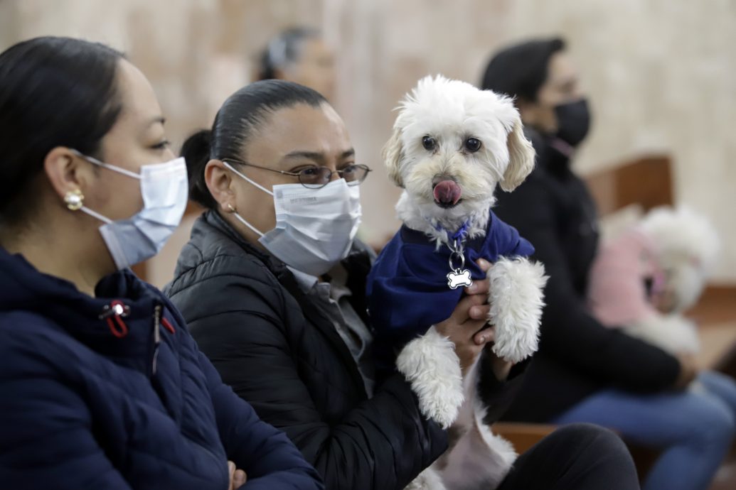 神父赐福它惊呆!教堂鸡飞狗跳、猫鼠一窝