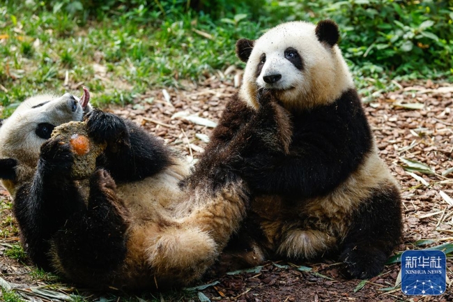 花花没有弟弟了 “和叶”变妹妹