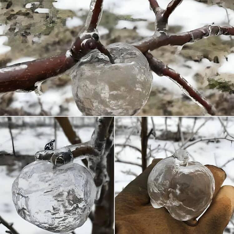 苹果树上苹果不见了 巧夺天工留下“这个”？