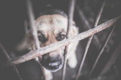 虐待动物事件递增,怎么做才能举报有成效?